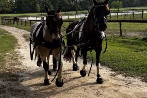 Schuck Equestrian at Diamond Oaks Farm