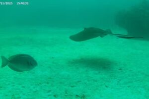 Sea Dwellers Dive Center of Key Largo