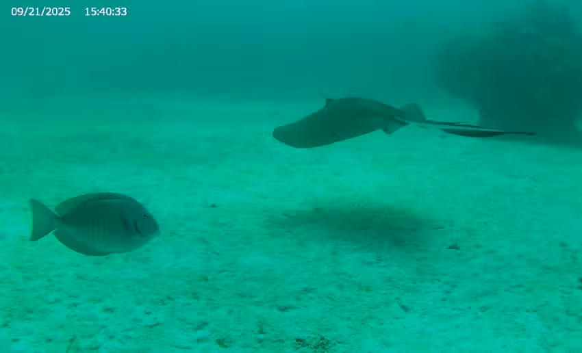 Sea Dwellers Dive Center of Key Largo