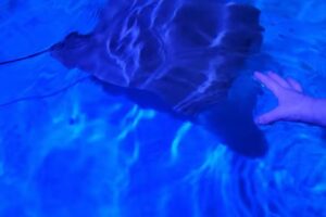 Sea Life Safari Nature Cruise