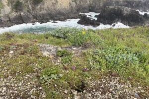 Sea Ranch Beach Rentals