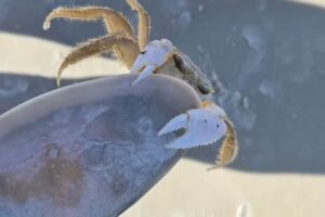 Sea’s the Adventure Tours