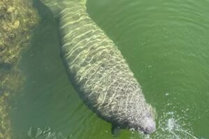 Sea the Islands – Charter Tours