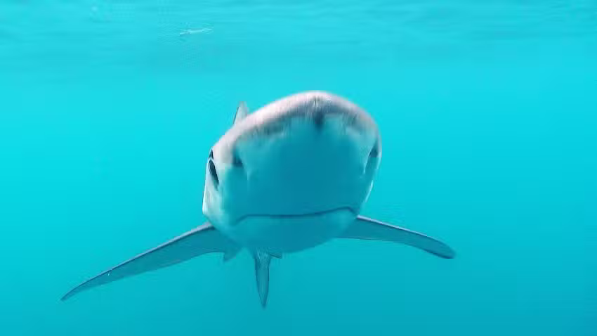 Sea Turtle Dive Charters