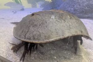 Seaside Nature Center