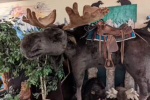 Segway Tours of Anchorage