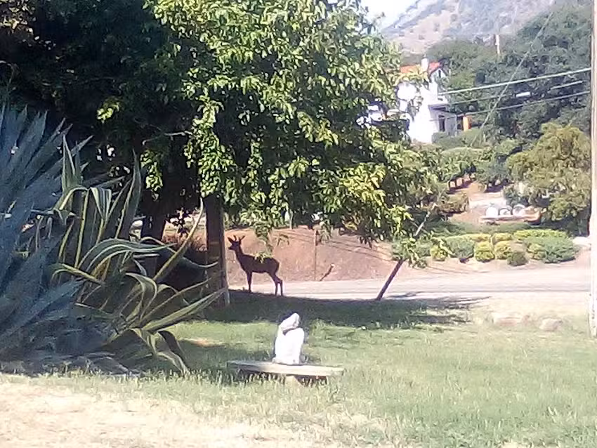 Sequoia Mountain Cabins