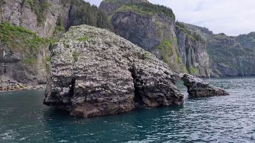 Seward Alaska Whale Watching