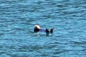 Seward Wildlife Tours