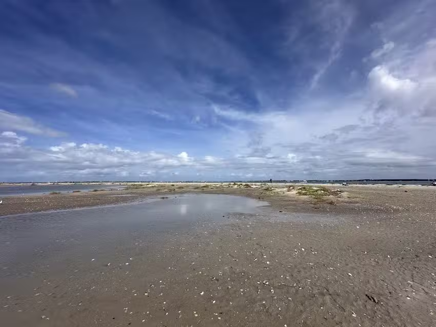 Shackleford Banks Shelling & Wild Horse Expedition