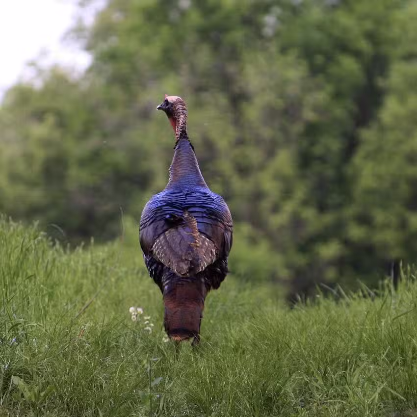 Shawnee Pines Lodging
