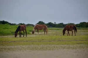 Shore 2 Sound Adventures