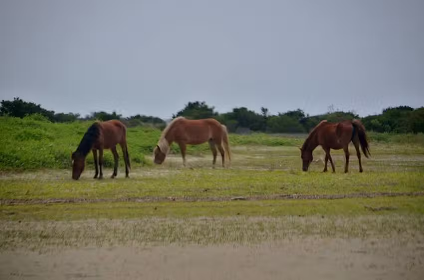 Shore 2 Sound Adventures