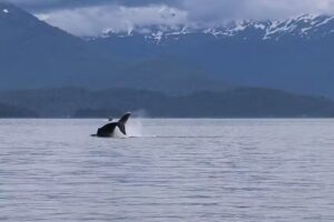 Shore Excursions Group