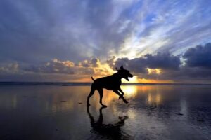 Shore Thing Vacation Rentals