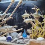 Shores & Islands Ohio