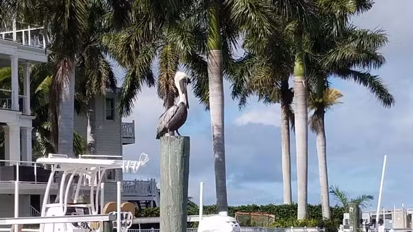 Siesta Dolphin Tours