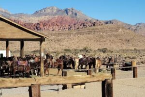 Sights and Sounds Travel