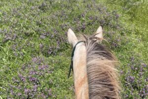 Silver Wind Trail Rides