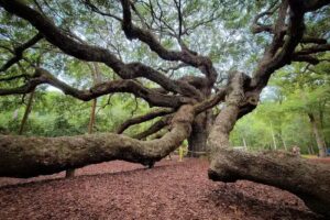 Sites & Insights Tours Inc