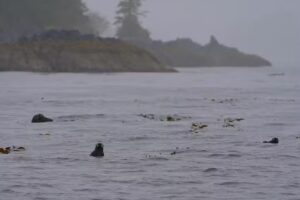 Sitka Sound Tours