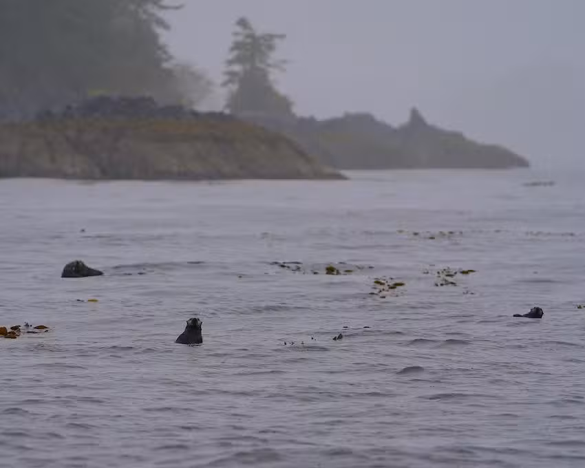 Sitka Sound Tours