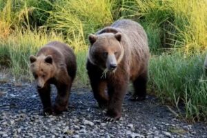 Sitka Wildlife Adventures