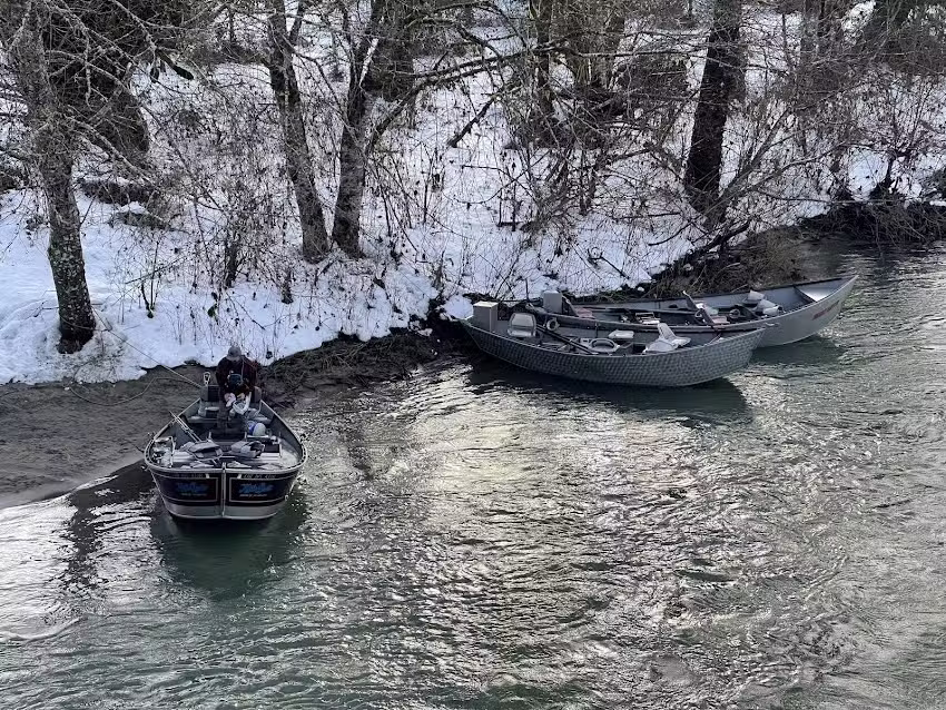 Skagit River Eagle Tours
