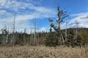 Skagit Valley Festival