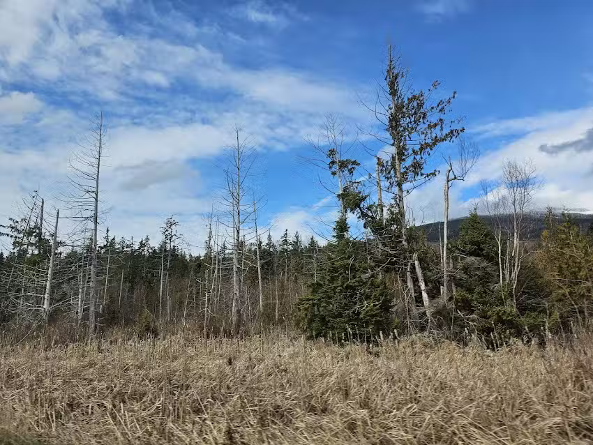 Skagit Valley Festival