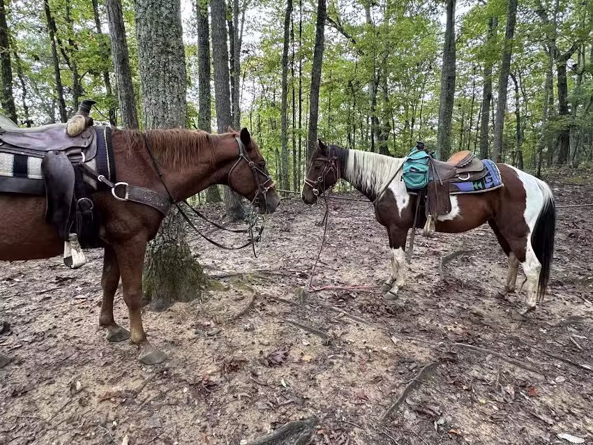 Smoky Mountain Trail Rides
