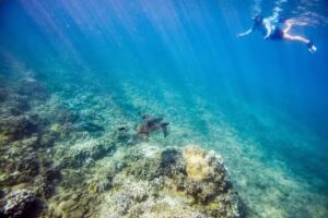 Snorkel Bob’s Honokowai