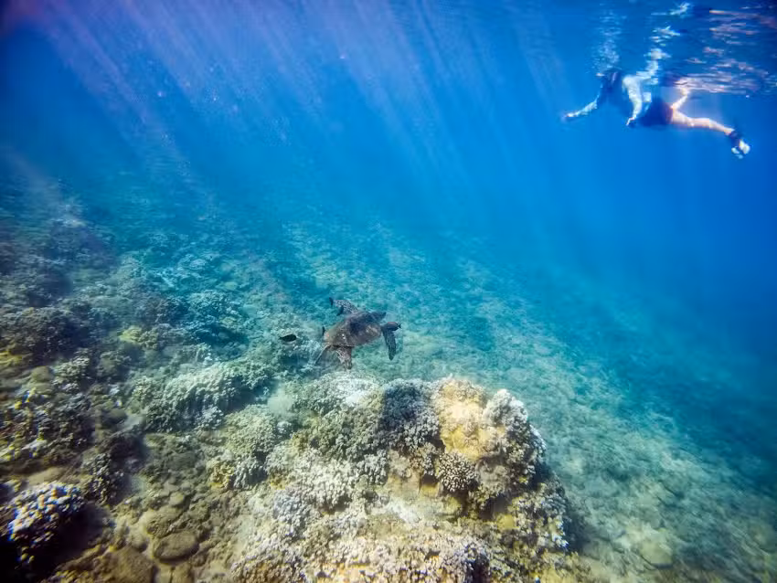 Snorkel Bob’s Honokowai