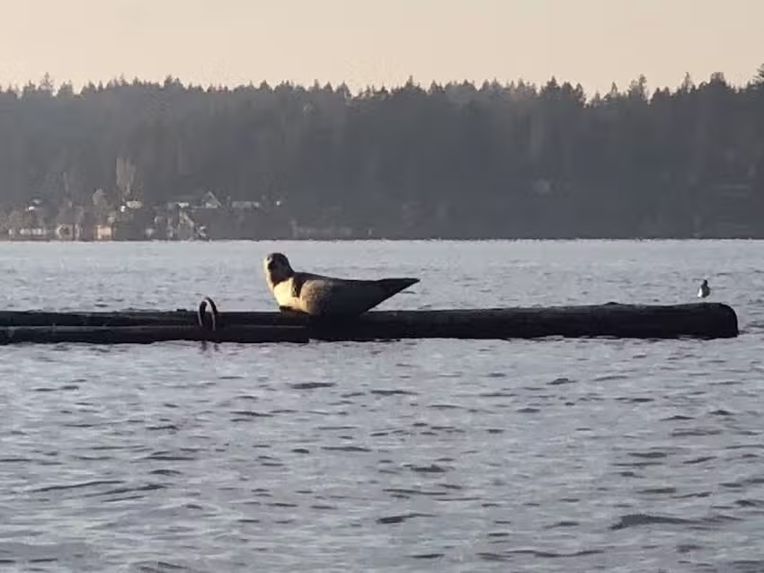 South Sound Kayak Tours