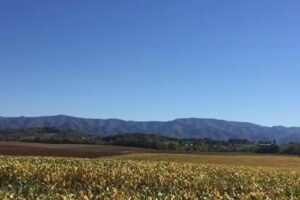 Southern Girl Travels