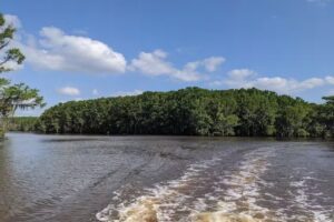 Spatterdock with Spatterdock Guest Houses on Caddo Lake