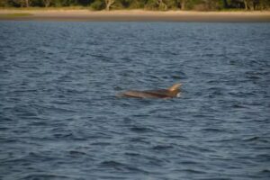 Specialty Boat and Dolphin Tours of Jekyll Island