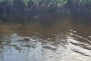 Speedy&rsquo;s Airboat Tours