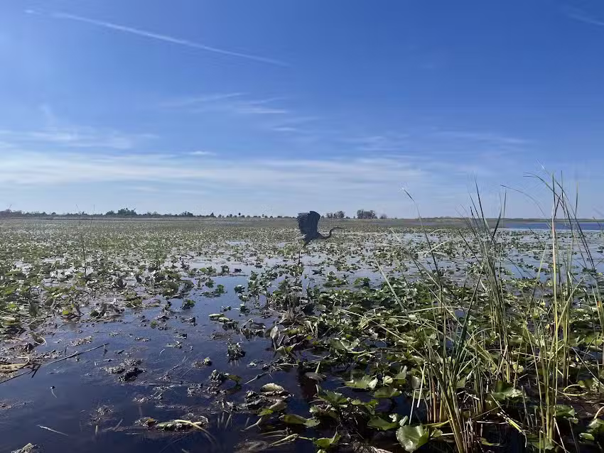 Spirit of the Swamp Airboat Rides