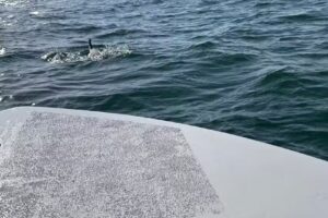 St. Andrews Bay Charters & Tours