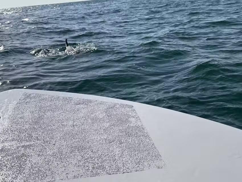 St. Andrews Bay Charters & Tours