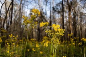 St. Martin Parish Tourism