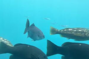 Submarine & Land Tours -Catalina Adventure Tours