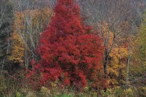 Sugar Mountain Lodging, Inc.