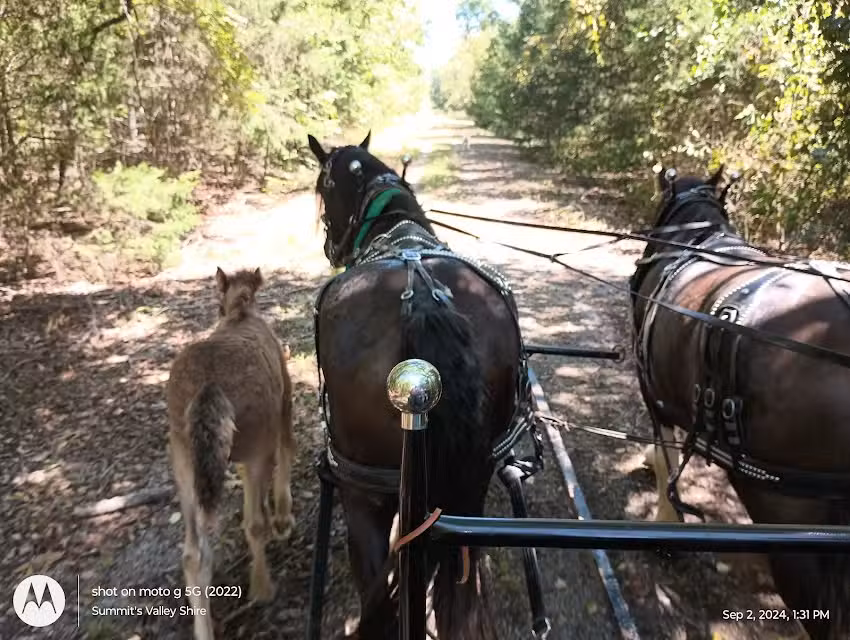 Summit&rsquo;s Valley Shires and Sport Horses, LLC