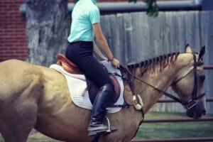 Sunset Trails Stables