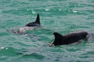 Sunset Watersports Key West