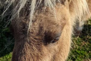 Sunshine Acres Ranch