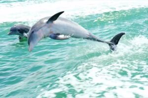 Sunshine Scenic Tours LLC