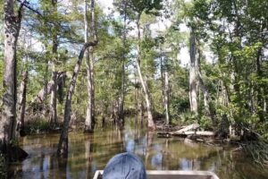 Swamp Adventures LLC